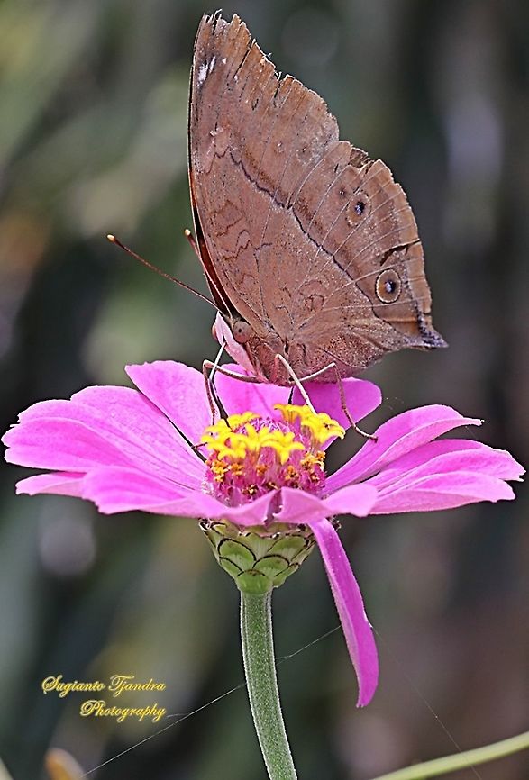 Autumn leaf butterfly, Doleschallia bisaltide sucking nectar on the Zinnia flower  Autumn leaf,Doleschallia bisaltide,Fall,Geotagged,Indonesia