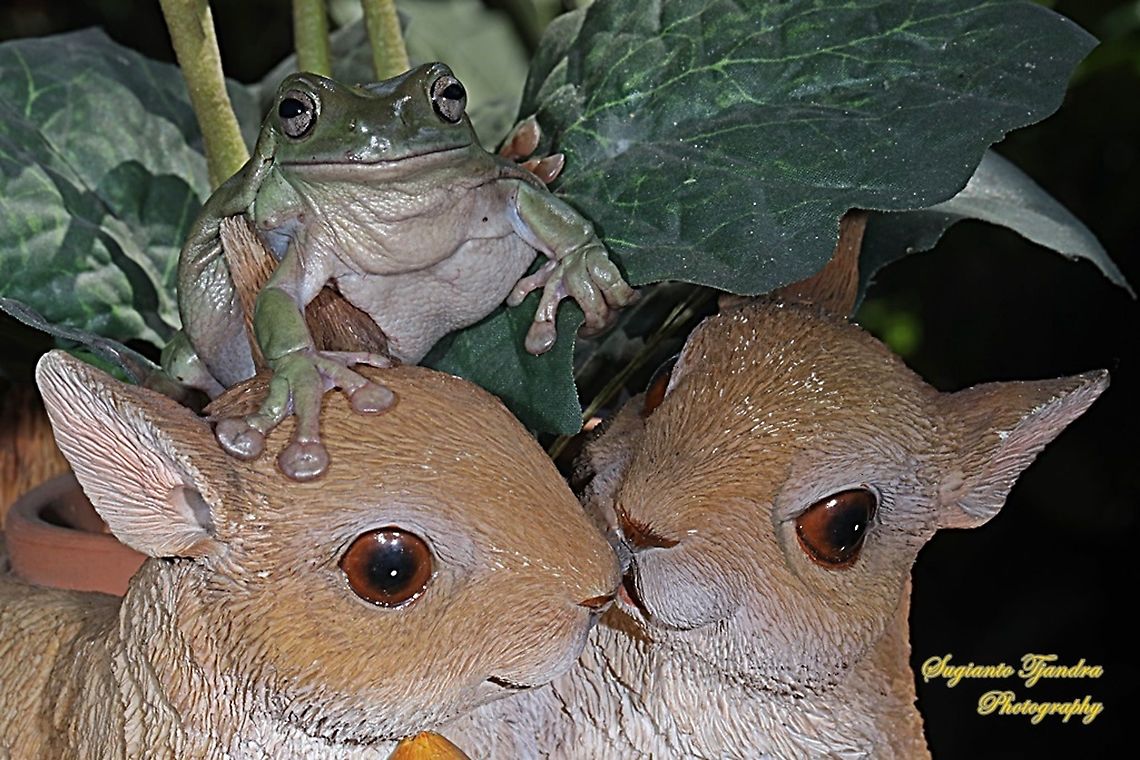 Dumpy tree frog, Litoria caerulea  Australian green tree frog,Fall,Geotagged,Indonesia,Litoria caerulea