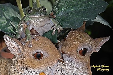 Dumpy tree frog, Litoria caerulea  Australian green tree frog,Fall,Geotagged,Indonesia,Litoria caerulea