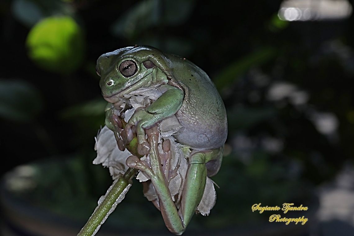 Dumpy tree frog, Litoria caerulea "Sleepy"  Australian green tree frog,Fall,Geotagged,Indonesia,Litoria caerulea