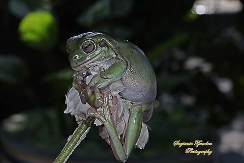 Dumpy tree frog, Litoria caerulea "Sleepy"  Australian green tree frog,Fall,Geotagged,Indonesia,Litoria caerulea
