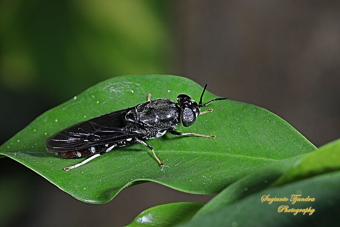 Black Soldier Fly, Hermetia illucens  Fall,Geotagged,Hermetia illucens,Indonesia
