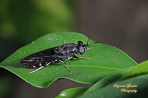 Black Soldier Fly, Hermetia illucens  Fall,Geotagged,Hermetia illucens,Indonesia
