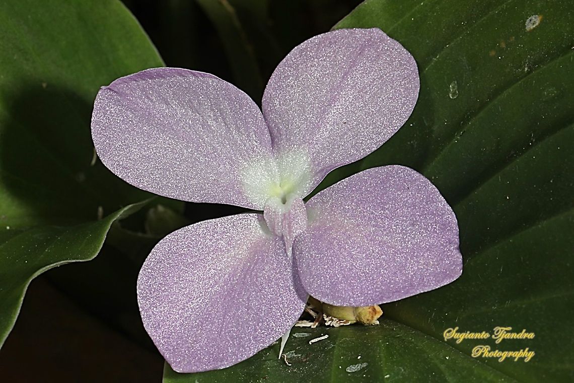 Bunga Kencur, Kaempferia elegans  Fall,Geotagged,Indonesia,Kaempferia elegans,Silver spot