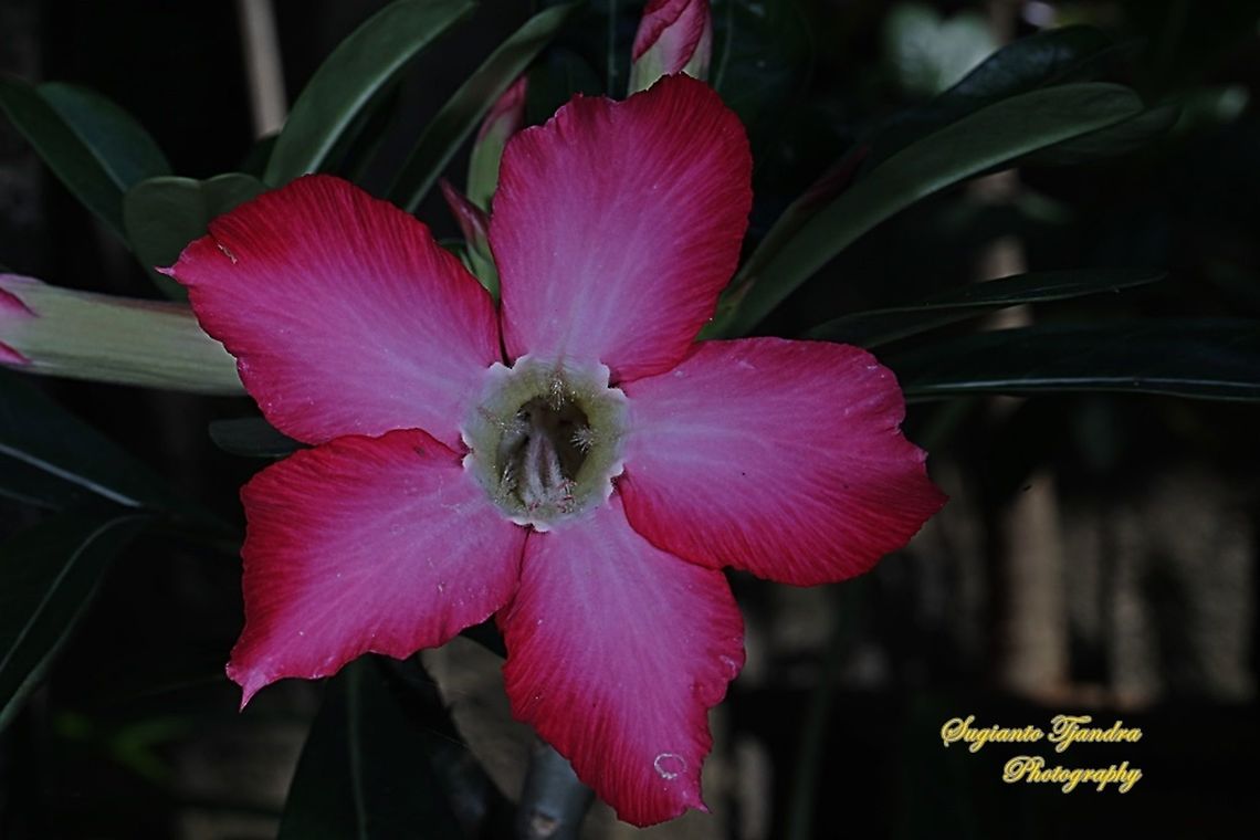 Adenium obesum, Apocynaceae  Adenium obesum,Desert rose,Fall,Geotagged,Indonesia