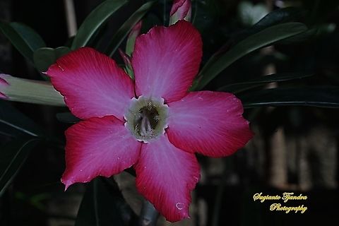 Adenium obesum, Apocynaceae  Adenium obesum,Desert rose,Fall,Geotagged,Indonesia