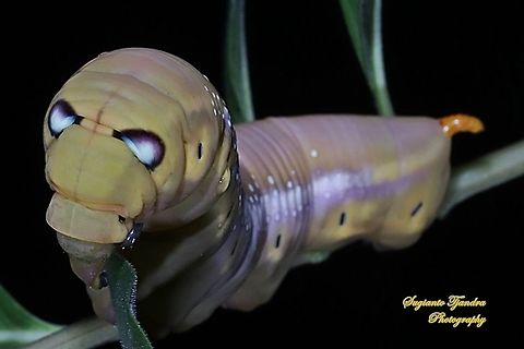 Oleander Hawk Moth Caterpillar (Daphnis nerii, Sphingidae) "The Monster"  Daphnis nerii,Fall,Geotagged,Indonesia,Oleander hawk-moth
