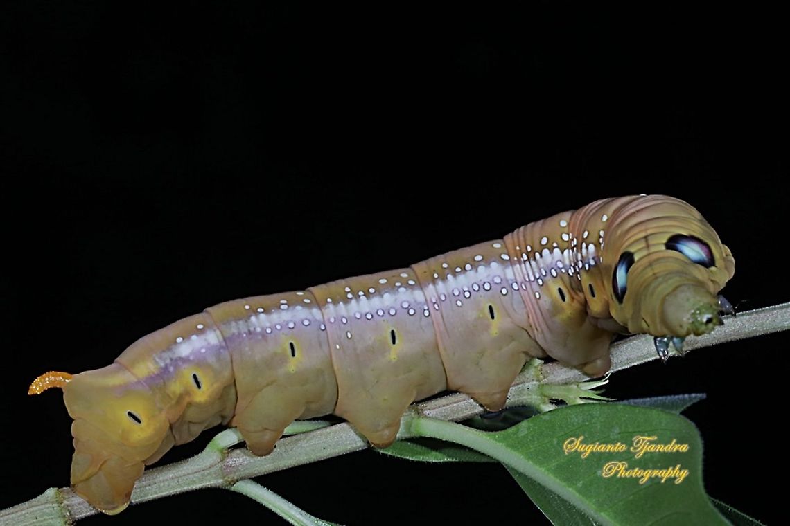 Oleander Hawk Moth Caterpillar (Daphnis nerii, Sphingidae)  Daphnis nerii,Fall,Geotagged,Indonesia,Oleander hawk-moth
