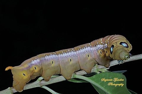 Oleander Hawk Moth Caterpillar (Daphnis nerii, Sphingidae)  Daphnis nerii,Fall,Geotagged,Indonesia,Oleander hawk-moth