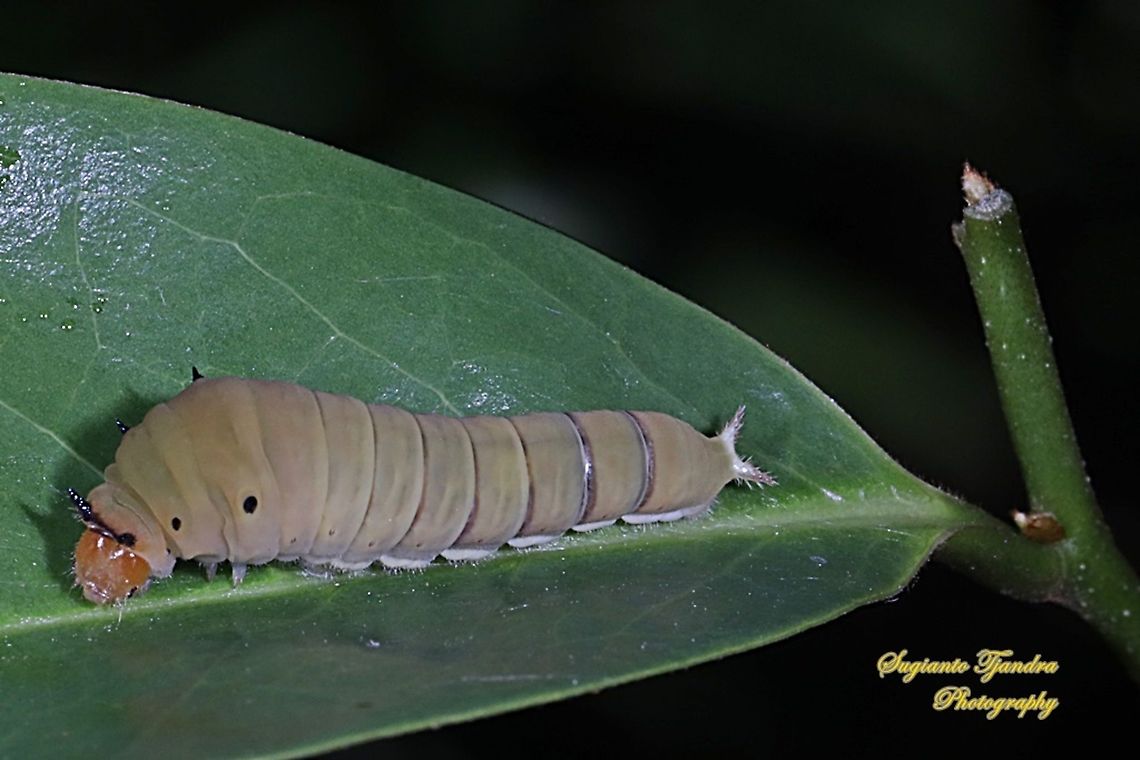 The Common Jay (Graphium doson) Caterpillar, Papilionidae  Common Jay,Fall,Geotagged,Graphium doson,Indonesia