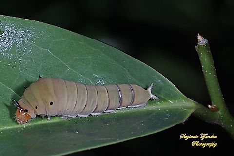 The Common Jay (Graphium doson) Caterpillar, Papilionidae  Common Jay,Fall,Geotagged,Graphium doson,Indonesia
