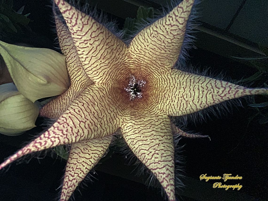 Starfish Cactus flower, Stapelia gigantea (Apocynaceae)  Fall,Geotagged,Indonesia,Stapelia gigantea,Zulu giant