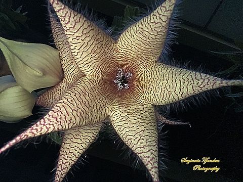 Starfish Cactus flower, Stapelia gigantea (Apocynaceae)  Fall,Geotagged,Indonesia,Stapelia gigantea,Zulu giant