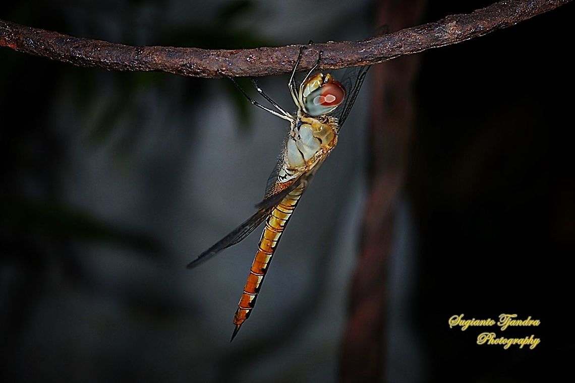Dragonfly, Pantala flavescens (Wandering Glider) - female  Fall,Geotagged,Indonesia,Pantala flavescens,Wandering Glider