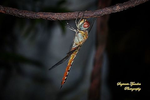 Dragonfly, Pantala flavescens (Wandering Glider) - female  Fall,Geotagged,Indonesia,Pantala flavescens,Wandering Glider