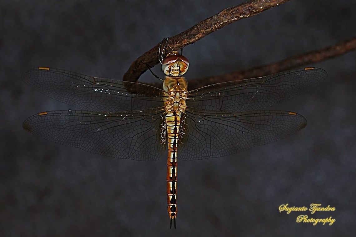 Dragonfly, Pantala flavescens (Wandering Glider) - female  Fall,Geotagged,Indonesia,Pantala flavescens,Wandering Glider