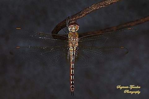 Dragonfly, Pantala flavescens (Wandering Glider) - female  Fall,Geotagged,Indonesia,Pantala flavescens,Wandering Glider