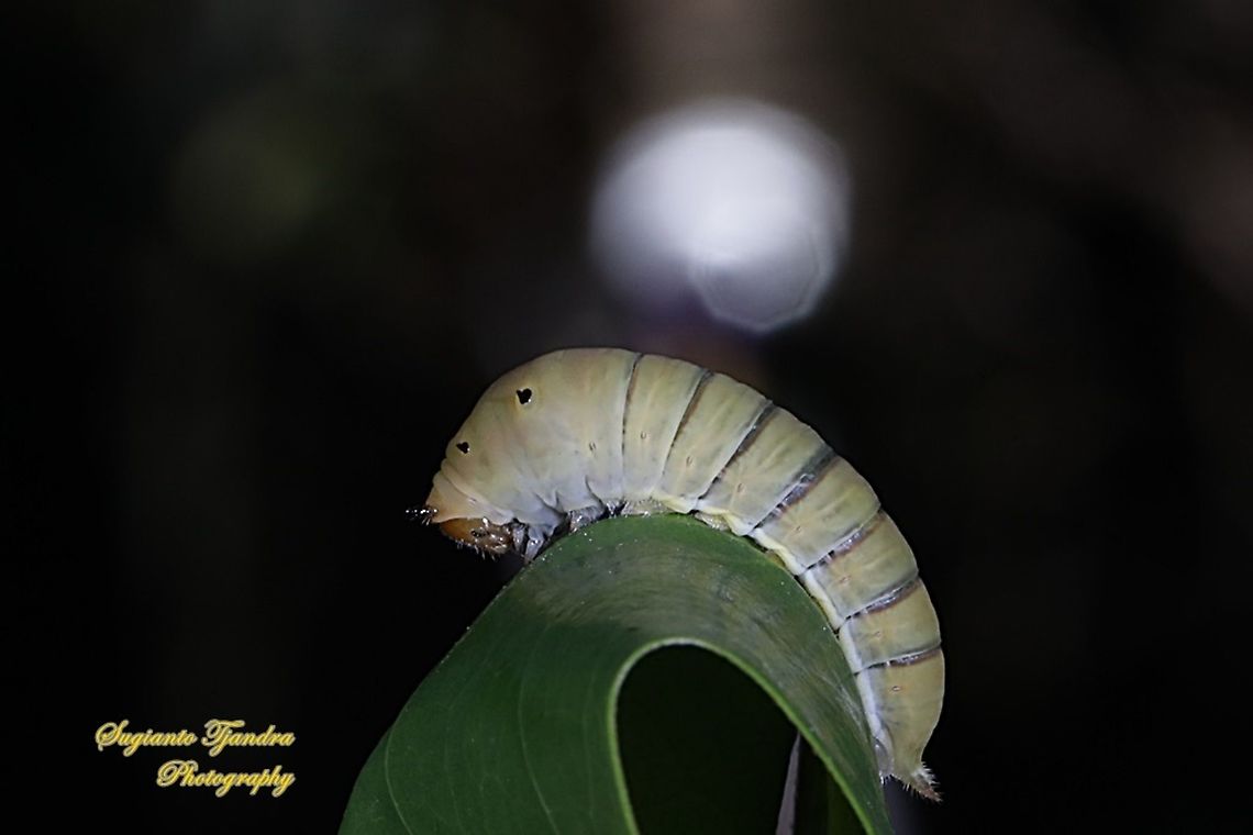 The Common Jay (Graphium doson) Caterpillar, Papilionidae  Common Jay,Fall,Geotagged,Graphium doson,Indonesia