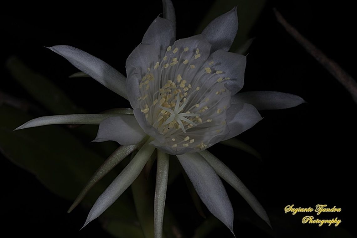 "Wijaya Kusuma flower / Queen of the night", Epiphyllum oxypetalum  Dutchman's pipe cactus,Epiphyllum oxypetalum,Fall,Geotagged,Indonesia