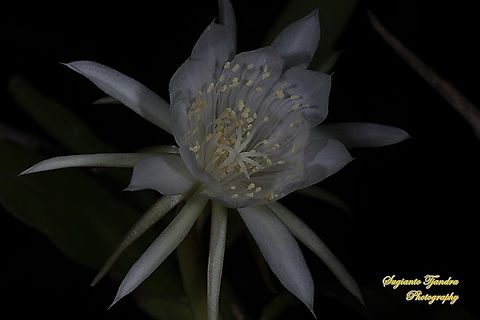 "Wijaya Kusuma flower / Queen of the night", Epiphyllum oxypetalum  Dutchman's pipe cactus,Epiphyllum oxypetalum,Fall,Geotagged,Indonesia