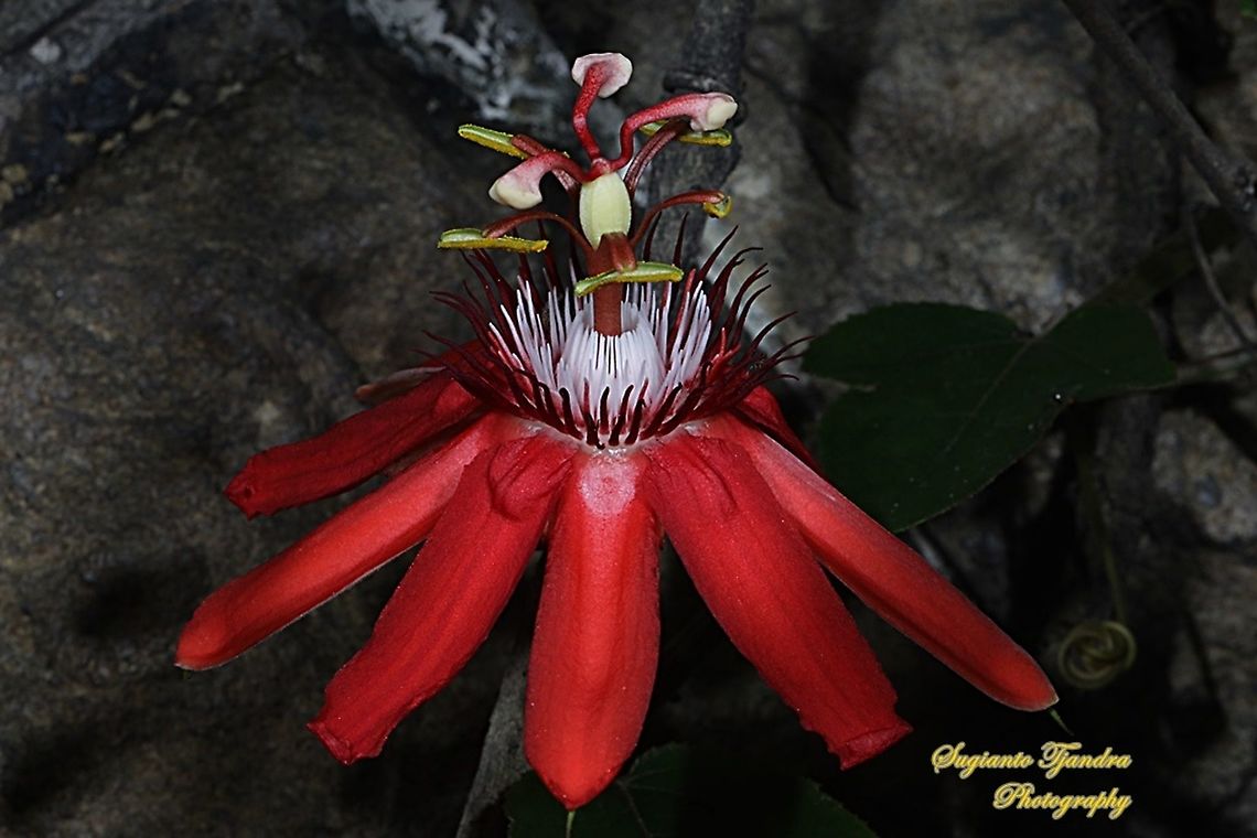 The Crimson Passion Flower, PassifloraVitifolia (Passifloraceae)  Crimson passion flower,Fall,Geotagged,Indonesia,Passiflora vitifolia