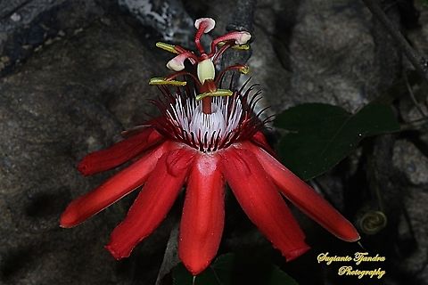 The Crimson Passion Flower, PassifloraVitifolia (Passifloraceae)  Crimson passion flower,Fall,Geotagged,Indonesia,Passiflora vitifolia