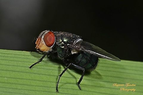 Oriental latrine fly, Chrysomya​ megacephala, Calliphoridae, female  Chrysomya megacephala,Fall,Geotagged,Indonesia