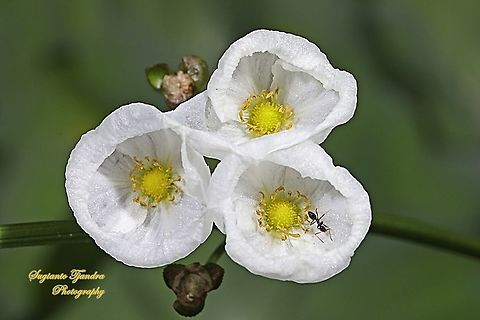 Mexican Sword-Plant Flower, Echinodorus palaefolius  Echinodorus palifolius,Fall,Geotagged,Indonesia