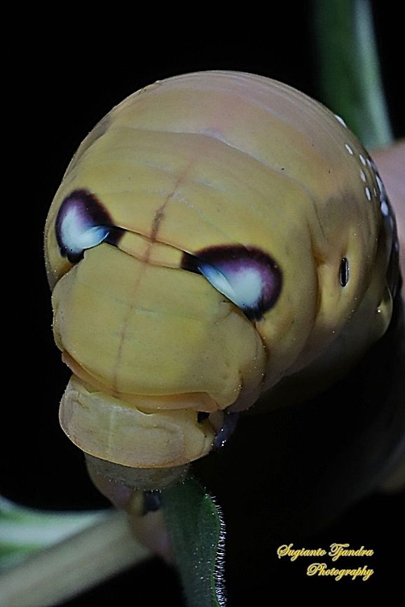 Oleander Hawk Moth Caterpillar head (Daphnis nerii, Sphingidae)  Daphnis nerii,Fall,Geotagged,Indonesia,Oleander hawk-moth