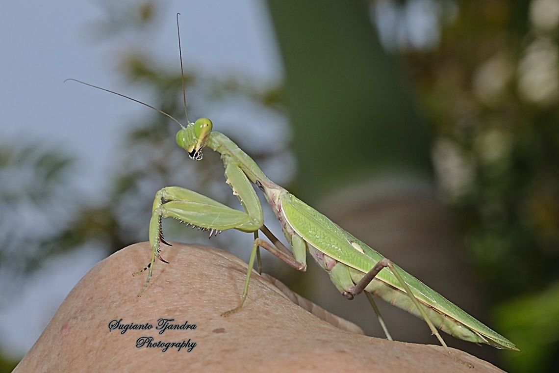 Praying Mantis/Giant Asian Mantis, Hierodula Sp  Fall,Geotagged,Indonesia