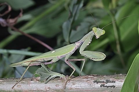 Praying Mantis/Giant Asian Mantis, Hierodula Sp  Fall,Geotagged,Indonesia