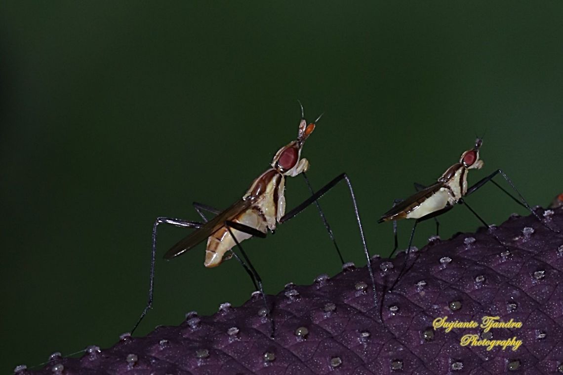 Banana Stalk flies, Neriidae  Fall,Geotagged,Indonesia