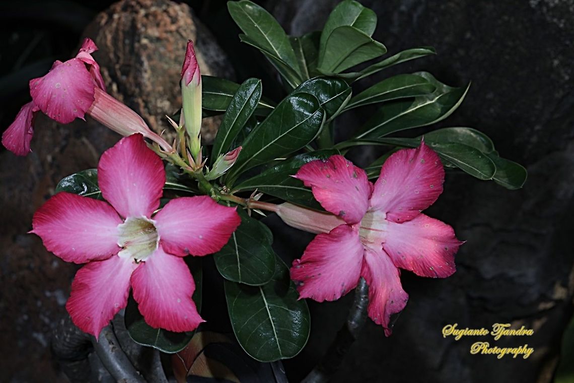 Adenium obesum, Apocynaceae  Adenium obesum,Desert rose,Fall,Geotagged,Indonesia