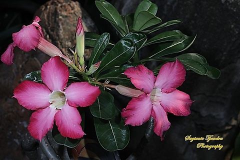 Adenium obesum, Apocynaceae  Adenium obesum,Desert rose,Fall,Geotagged,Indonesia