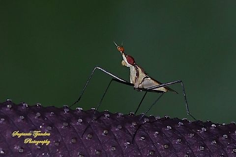 Banana Stalk fly, Neriidae  Fall,Geotagged,Indonesia