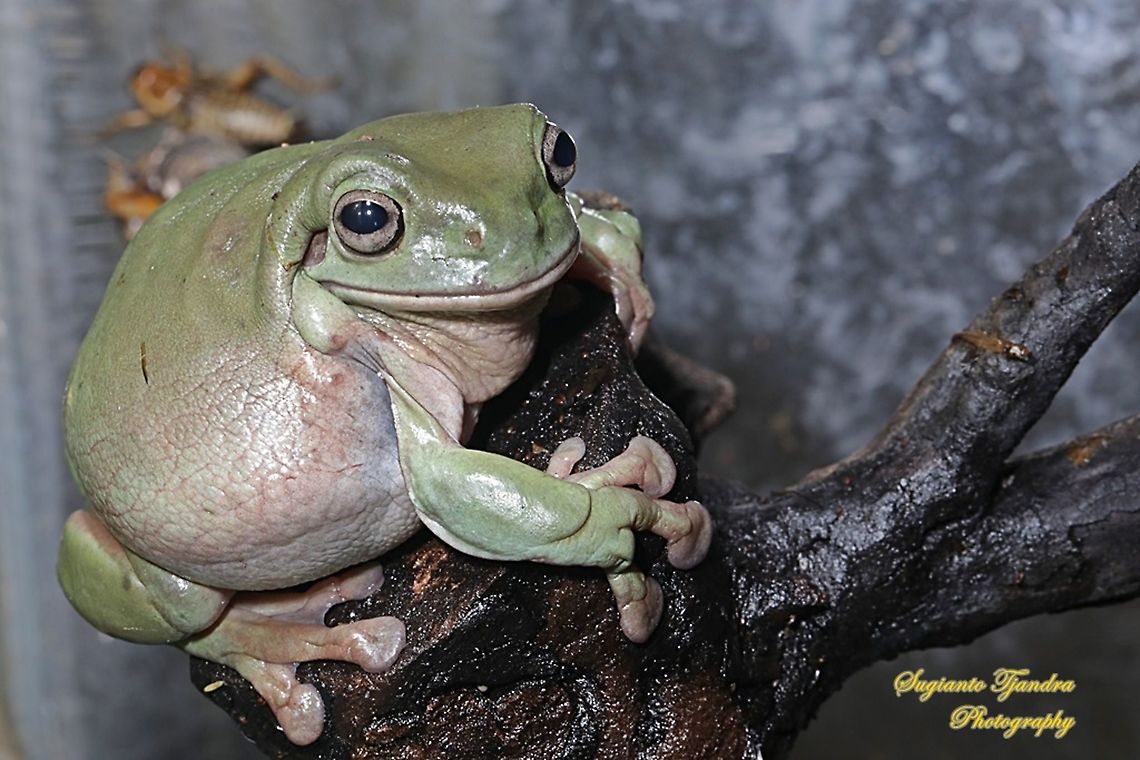 Dumpy tree frog, Litoria caerulea  Australian green tree frog,Fall,Geotagged,Indonesia,Litoria caerulea