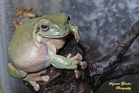 Dumpy tree frog, Litoria caerulea  Australian green tree frog,Fall,Geotagged,Indonesia,Litoria caerulea
