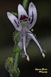 Bunga Sambiloto (green chireta), Andrographis paniculata  Andrographis paniculata,Fall,Geotagged,Indonesia