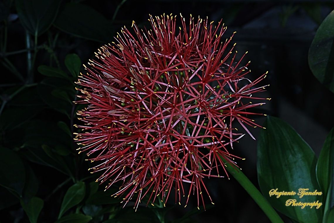 Blood Lily flower, Scadoxus multiflorus  Blood flower,Fall,Geotagged,Indonesia,Scadoxus multiflorus
