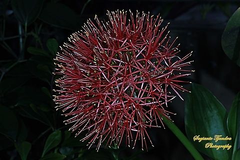 Blood Lily flower, Scadoxus multiflorus  Blood flower,Fall,Geotagged,Indonesia,Scadoxus multiflorus