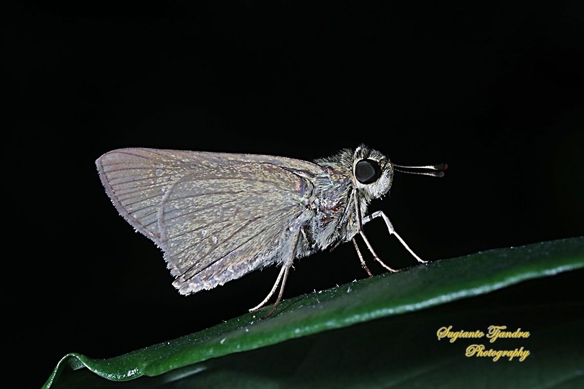 Skipper Butterfly, small branded swift (Pelopidas agna)  Dark branded swift,Fall,Geotagged,Indonesia,Pelopidas agna