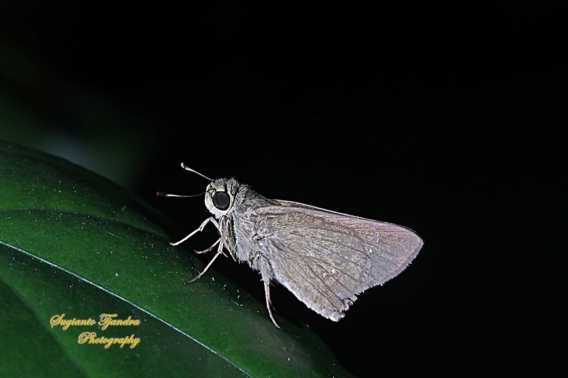 Skipper Butterfly, small branded swift (Pelopidas agna)  Dark branded swift,Fall,Geotagged,Indonesia,Pelopidas agna