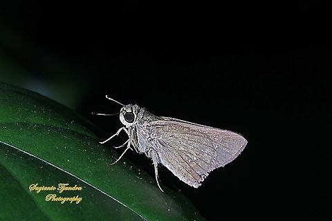 Skipper Butterfly, small branded swift (Pelopidas agna)  Dark branded swift,Fall,Geotagged,Indonesia,Pelopidas agna