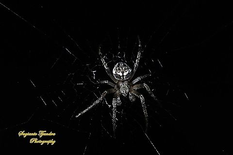 Orb-weaver Spider, Araneidae  Fall,Geotagged,Indonesia