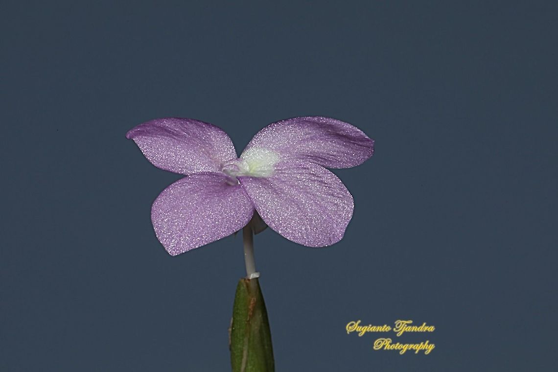 Bunga Kencur, Kaempferia elegans  Fall,Geotagged,Indonesia,Kaempferia elegans,Silver spot