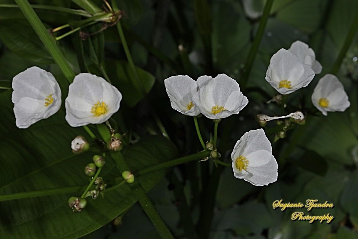 Mexican Sword-Plant Flower, Echinodorus palaefolius  Echinodorus palifolius,Fall,Geotagged,Indonesia,Mexican sword plant