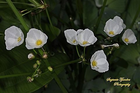 Mexican Sword-Plant Flower, Echinodorus palaefolius  Echinodorus palifolius,Fall,Geotagged,Indonesia,Mexican sword plant