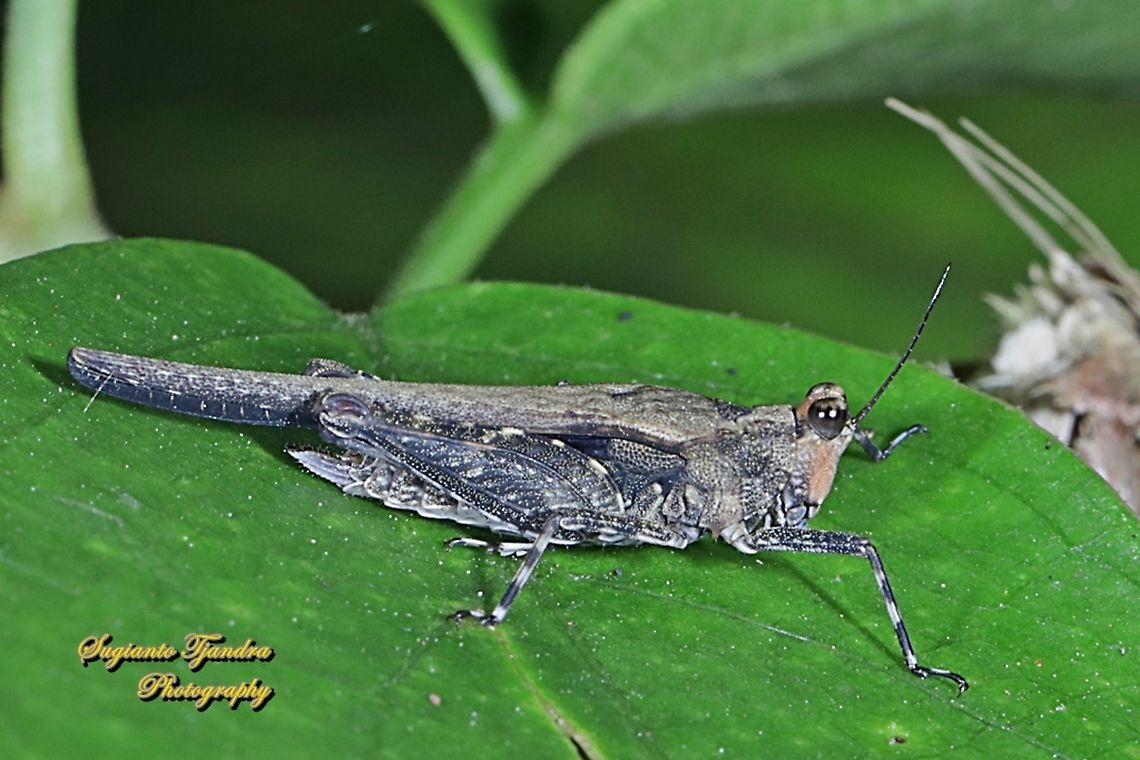 Pygmy grasshopper, Tetrigidae  Fall,Geotagged,Indonesia