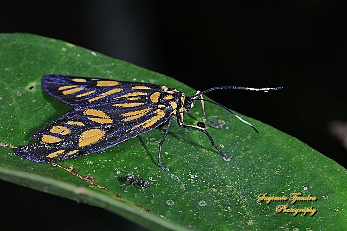 Spotted Tiger Moth, Amata pfeifferae  Fall,Geotagged,Indonesia