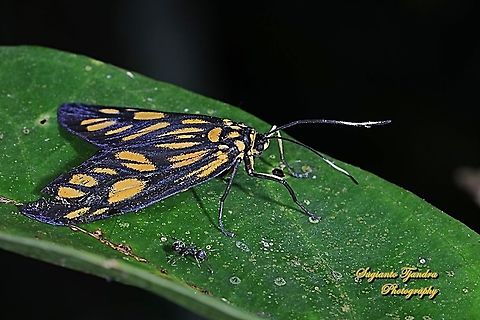 Spotted Tiger Moth, Amata pfeifferae  Fall,Geotagged,Indonesia